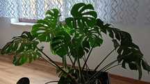 Kwiat monstera, duża roślina