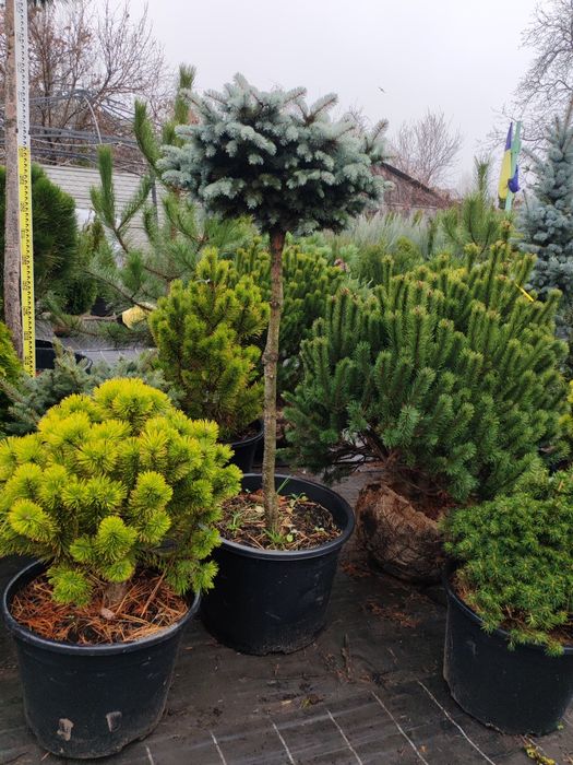 Штамбові  рослини