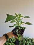Sadzonki papryki Chilli