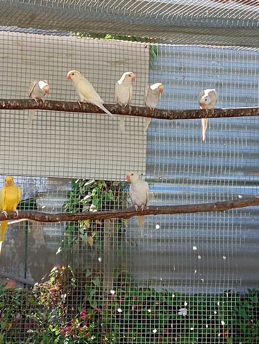 Ring necks 2025 para cedência