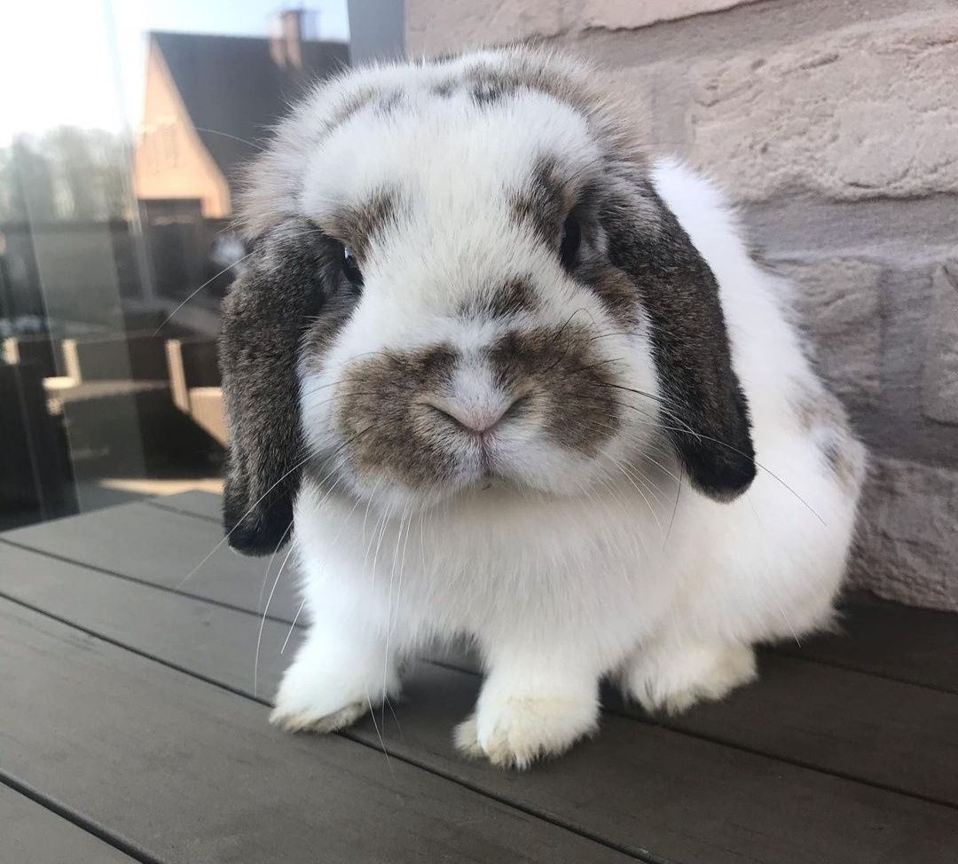 KIT Coelhos anões orelhudos, mini lop super inteligentes e dóceis