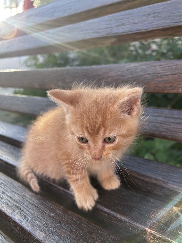 КОТИКИ, Чернівці та область