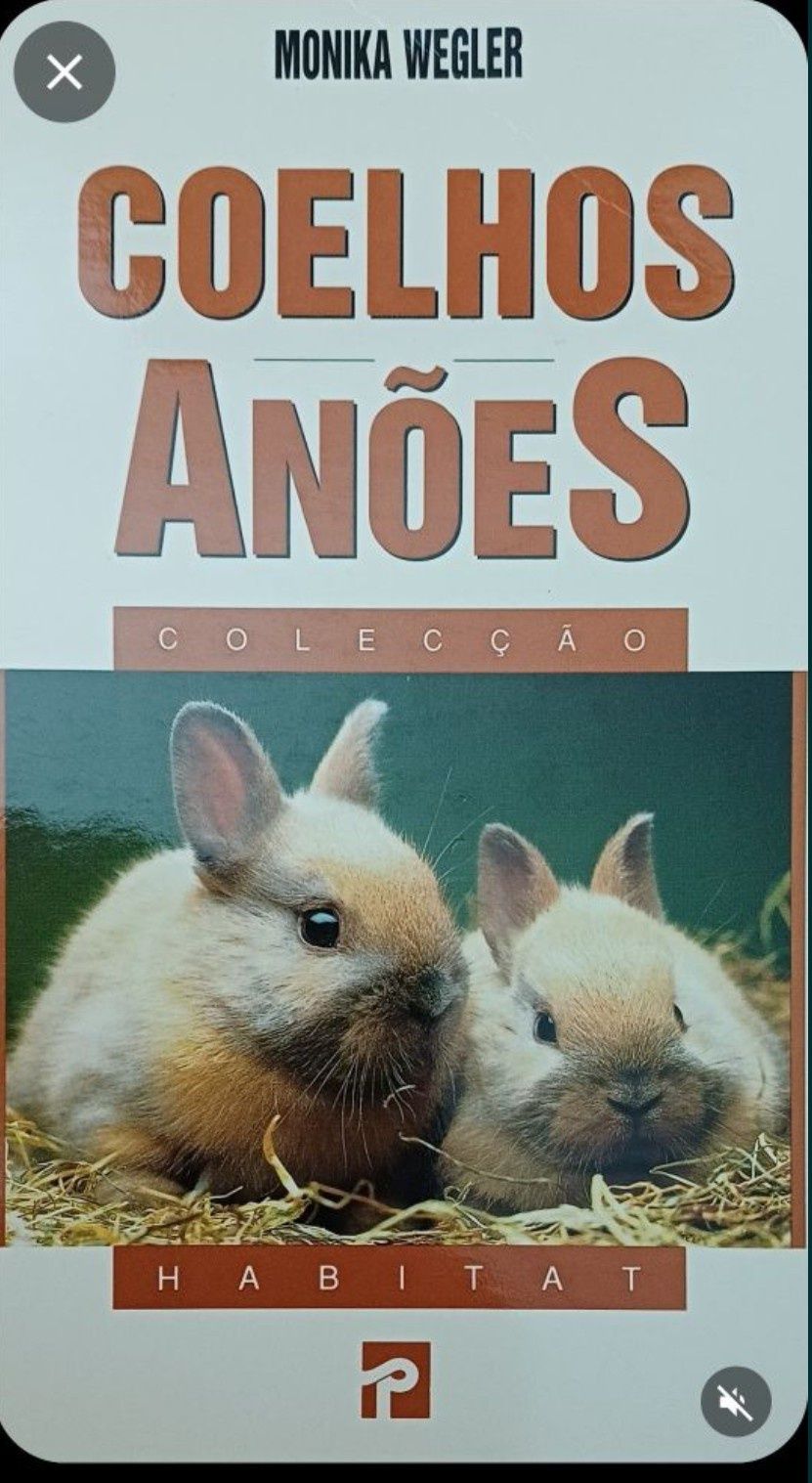 Coelhos Anões Livro Novo