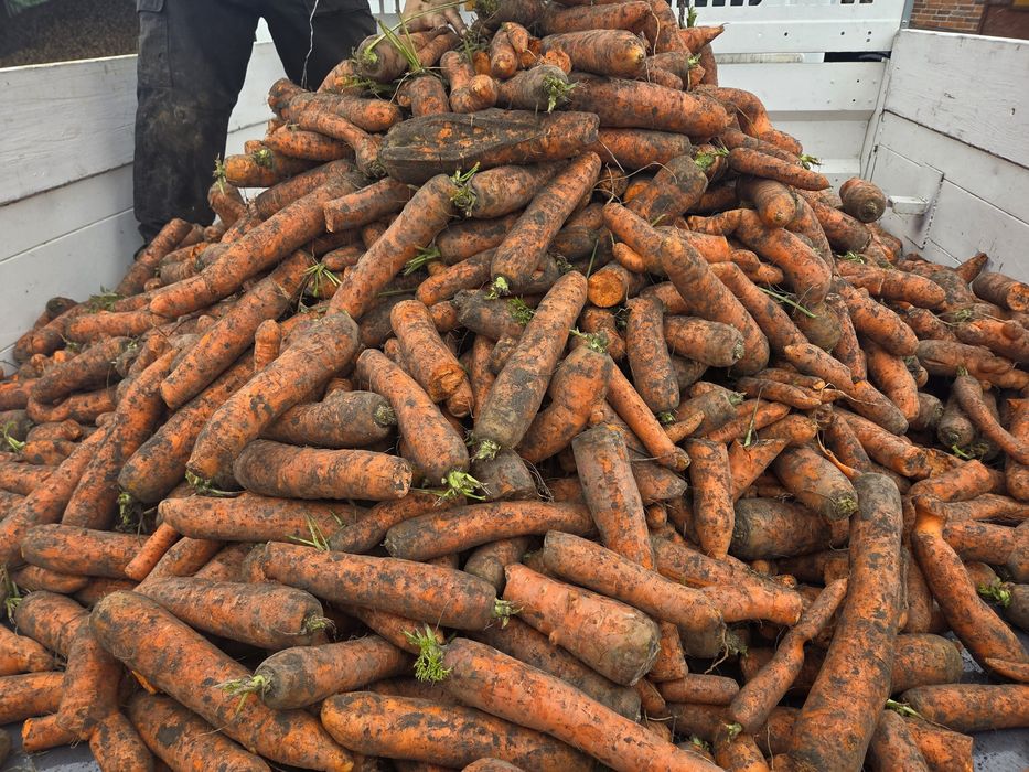 marchew prosto z pola idealna do konsumpcji i dla zwierząt