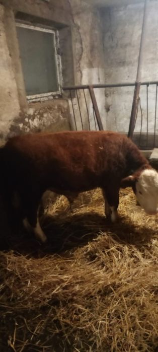 Sprzedam byki rasa Hereford