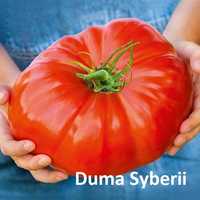 Rozsady pomidorów - unikatowe giganty kolorowe ozdobne i inne