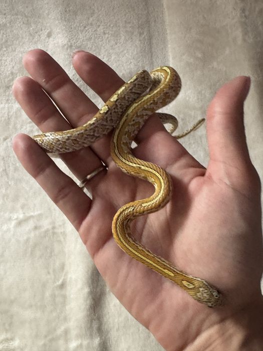 Wąż zbożowy Caramel Tessera