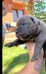 Cane corso błękitne