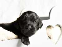 FLAT COATED RETRIEVER - czarny chłopczyk odb Październik