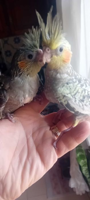 Vendo caturras novas deste verão