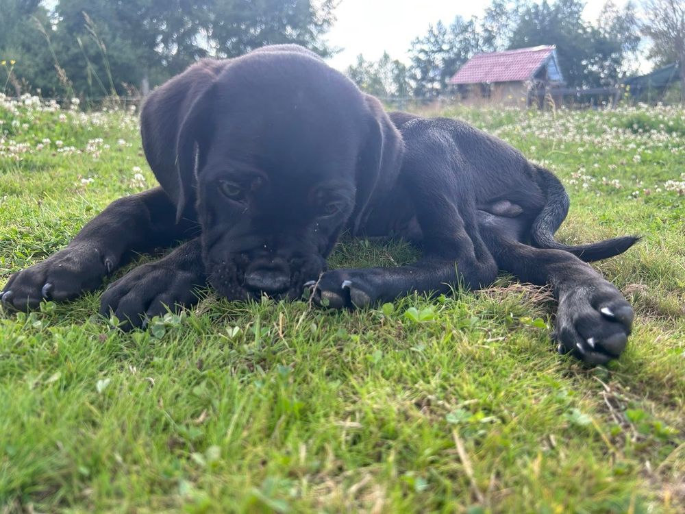 cane corso suczka mocnej budowy do odbioru