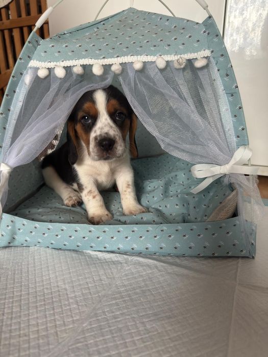 Beagle piesek szczeniak z rodowodem