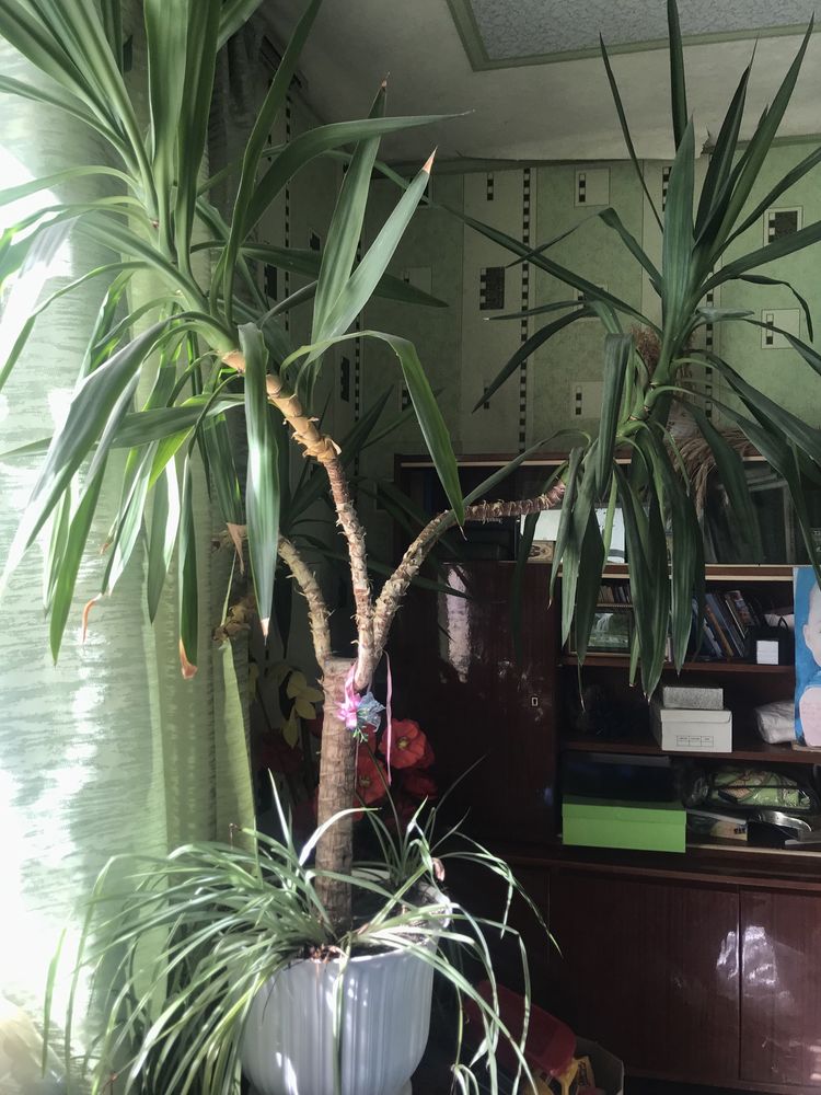 Юка пальма декоративна  вазон дерево 2м