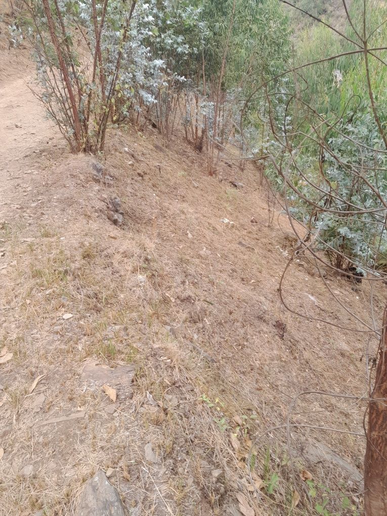 Limpeza de terrenos