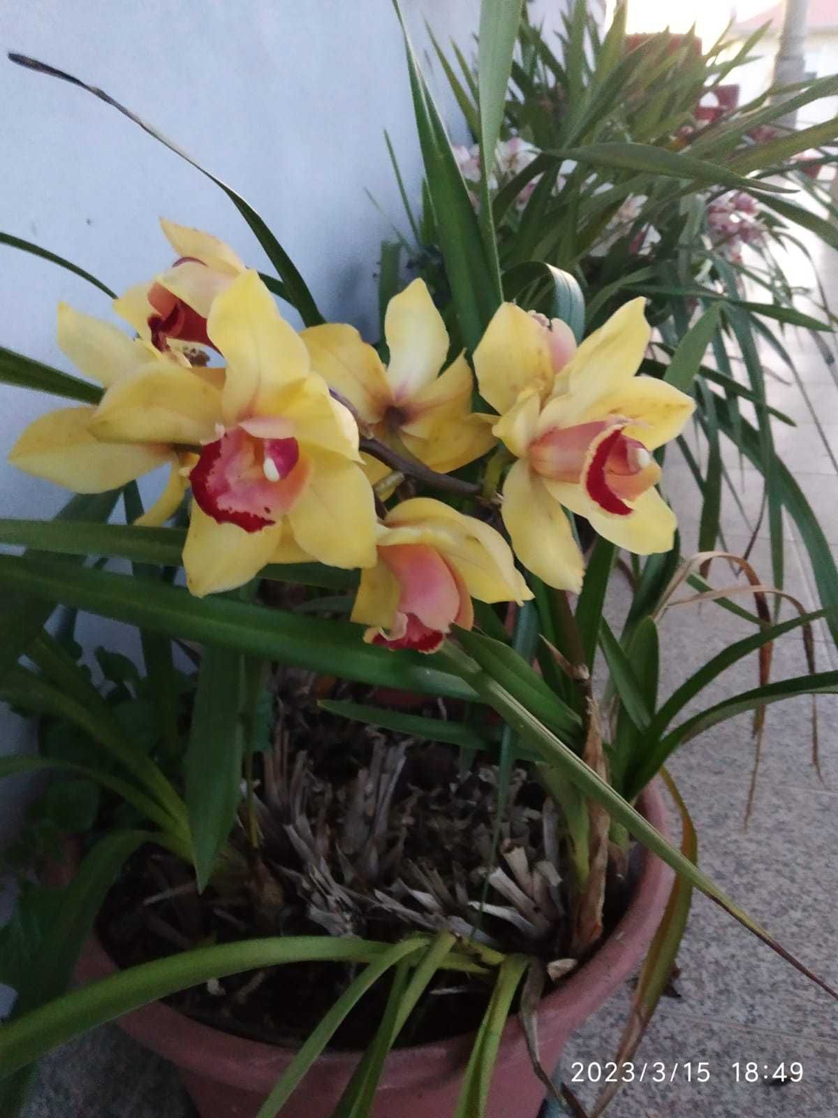 Orquídeas cores variadas