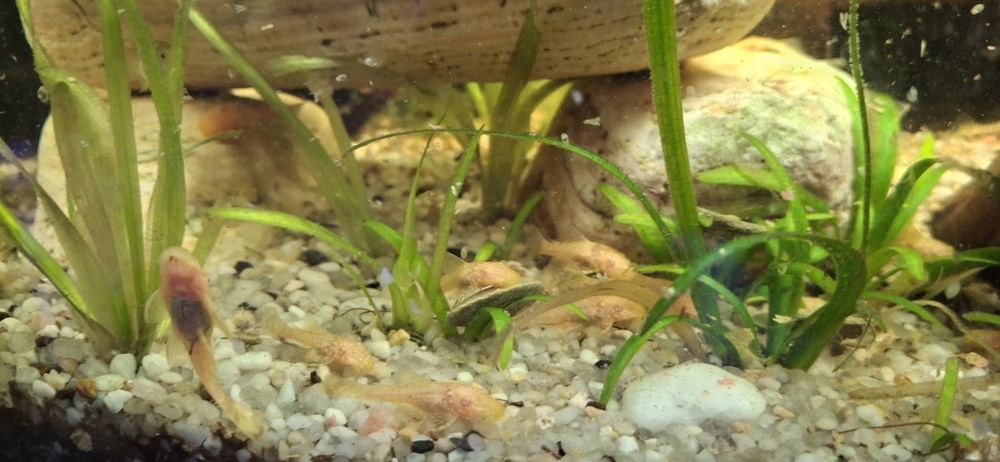 Sprzedam glonojady, zbrojniki