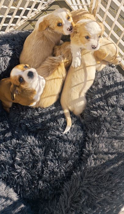 Cudowne pieski szukają domu