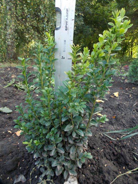 Самшит. Однолетний и двух летний.