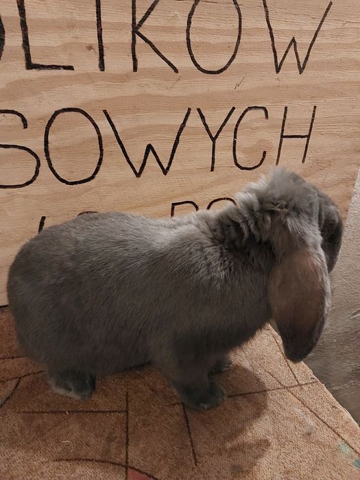 Baran francuski samiec