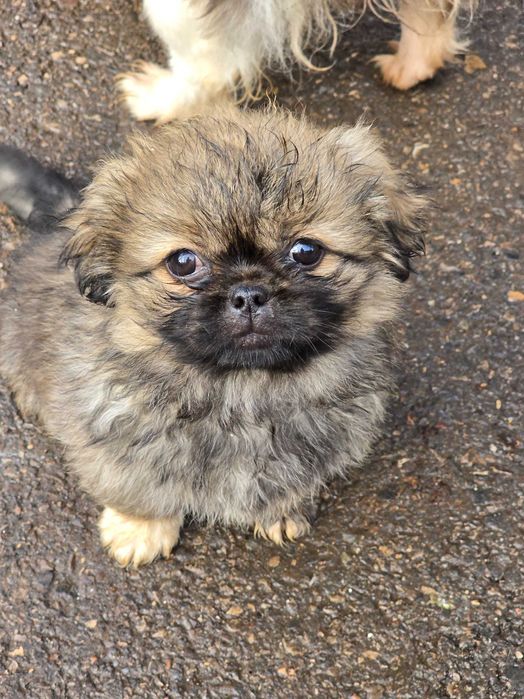 pekinczyk miniaturka czeka na ciebie