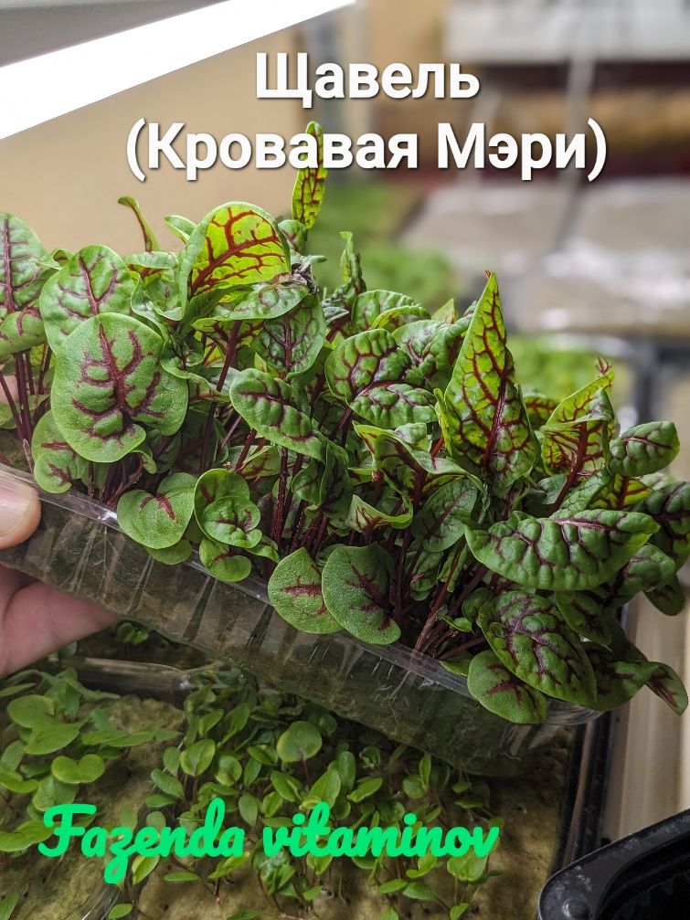 Микрозелень (свое производство)