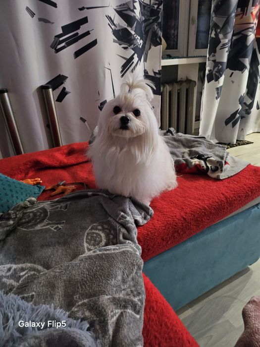 Вязка мальтійський болонка