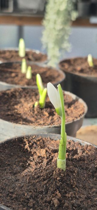 Przebiśniegi galanhus
