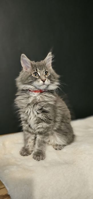 Koteczka Maine coon