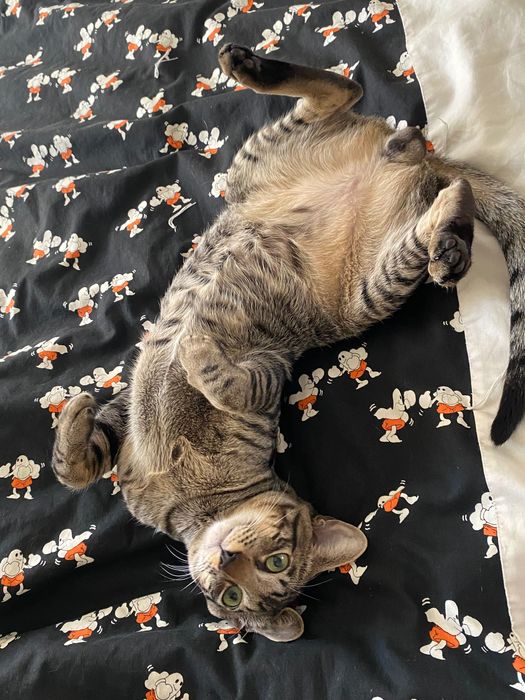 Орієнтал, Сіамо- орієнтал, орі .хлопчик 1,2 роки