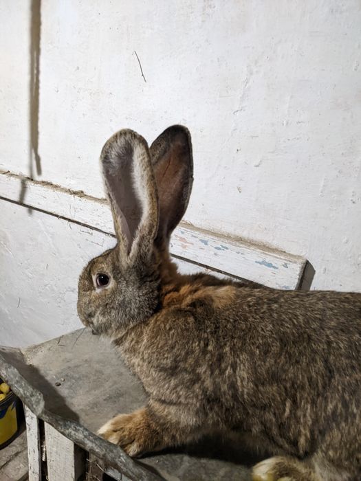 Продам кролики фландер,дорослі самки самці,пропоєнні вакциновані.