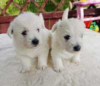 West Highland White Terrier piesek