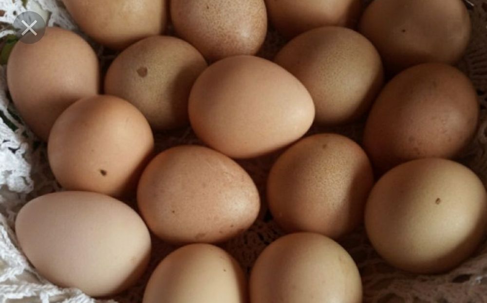 Jajka perliczek dobre do inkubacji