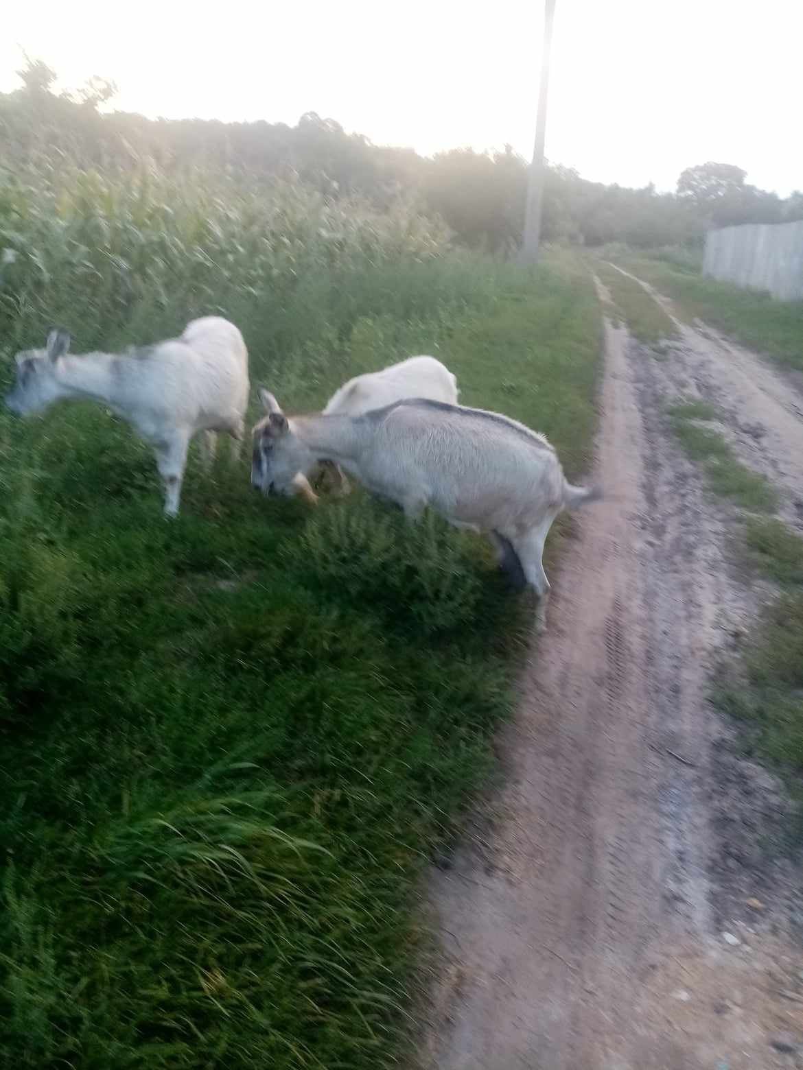 Продам кози, зі смачним молочком