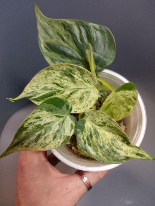 Philodendron Hederaceum Variegata