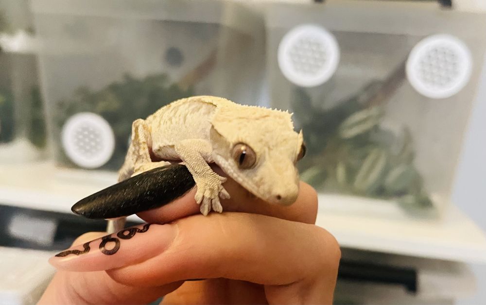 Gekon orzesiony, gekony orzesione