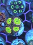 Zoas corais de água salgada