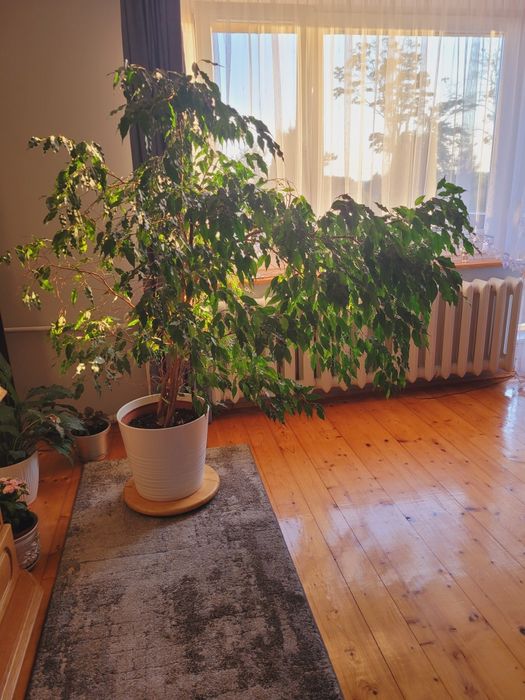 Kwiat fikus ficus benjamiński figowiec