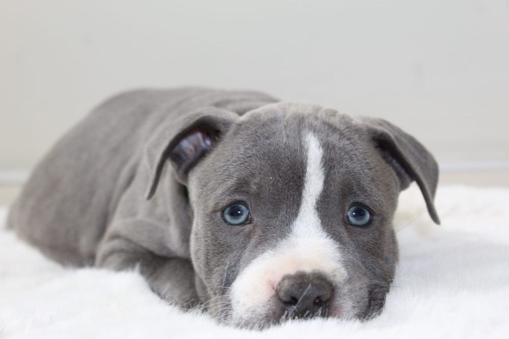 Amstaf Amstaff Amstaffy American Staffordshire Terier