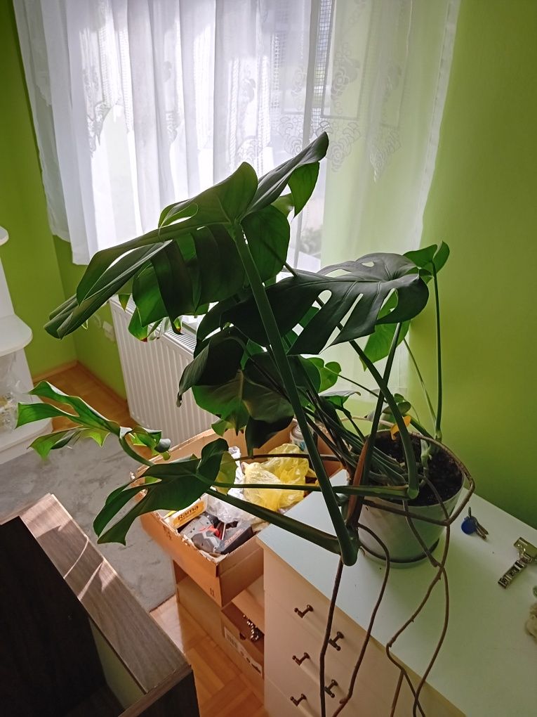 Monstera kwiat,żywy zdrowy