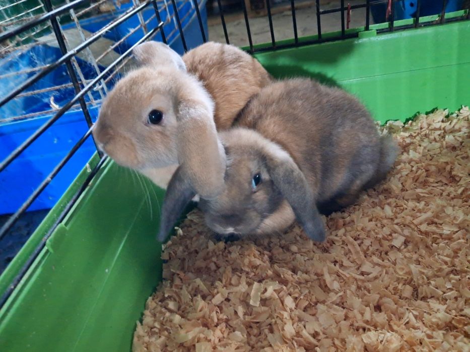 Coelhos mini lop