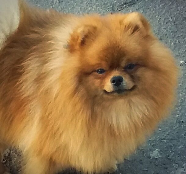 Щенки померанского шпица