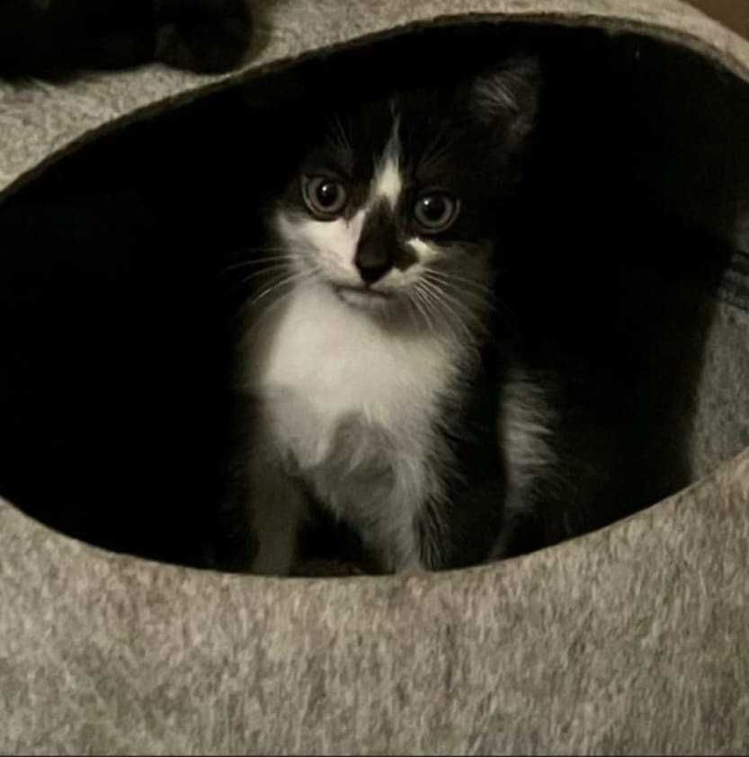 uratowane trzy maluchy szukaja domkow