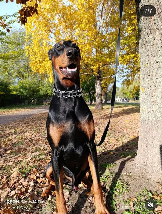 Первая вязка доберман