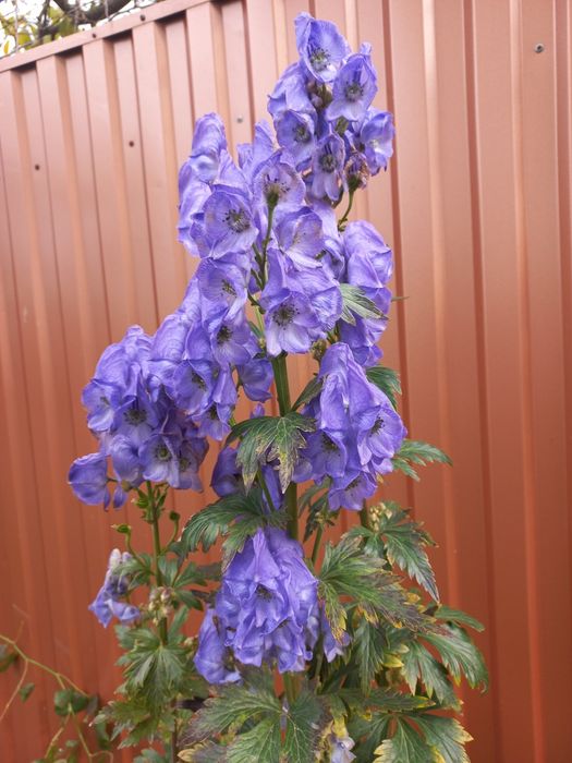 Аконіт високорослий великоквітковий