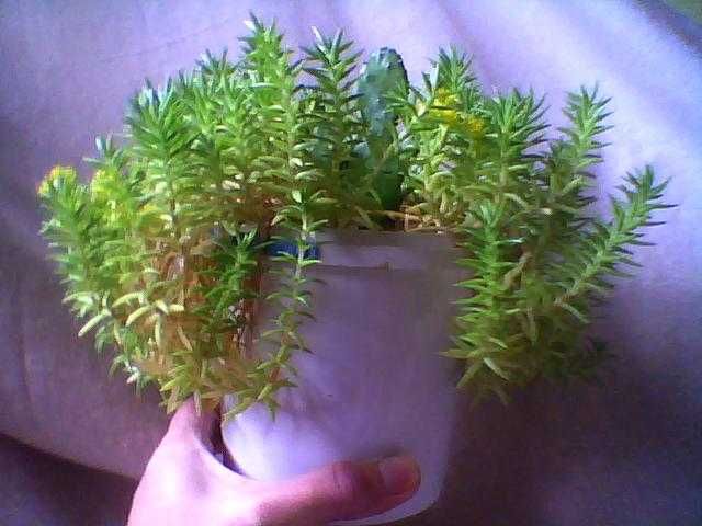 Пеперомія, 
опунції, красула корал -сукуленти