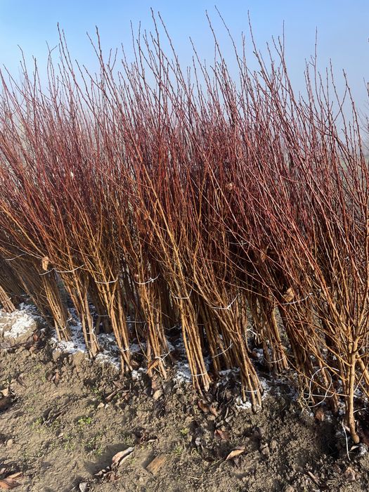 Саджанці Абрикосу/ОПТ та Роздріб