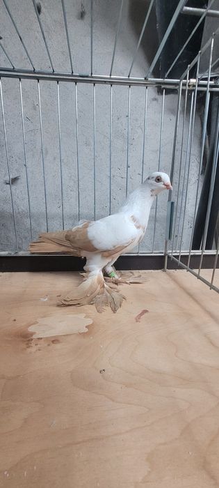 Widymy polskie gołębie