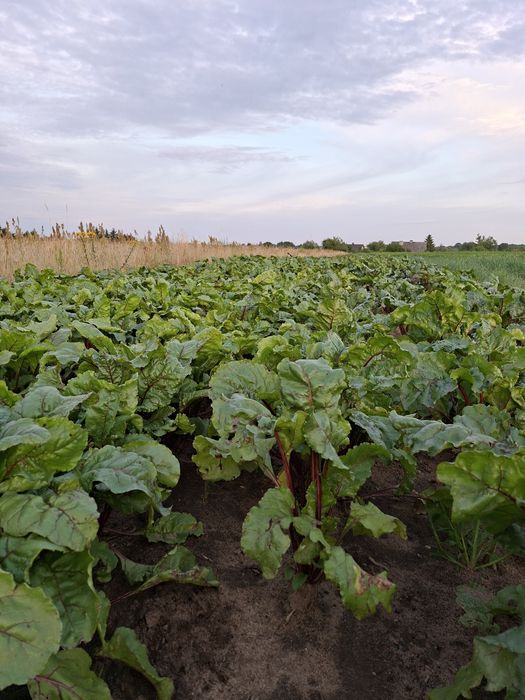 Buraki buraczki ćwikłowe czerwone (ziemniaki cebula)