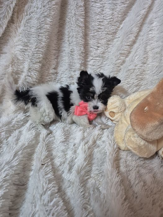 Biewer Terrier Fêmea Criadora Registada PT3088 FL