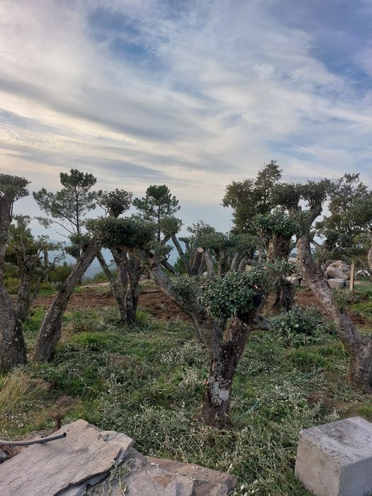 Oliveiras centenárias